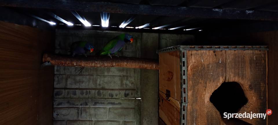 Aleksandretty chińskie samce 2023 DNA Modrolotki Ptaki Rybnik