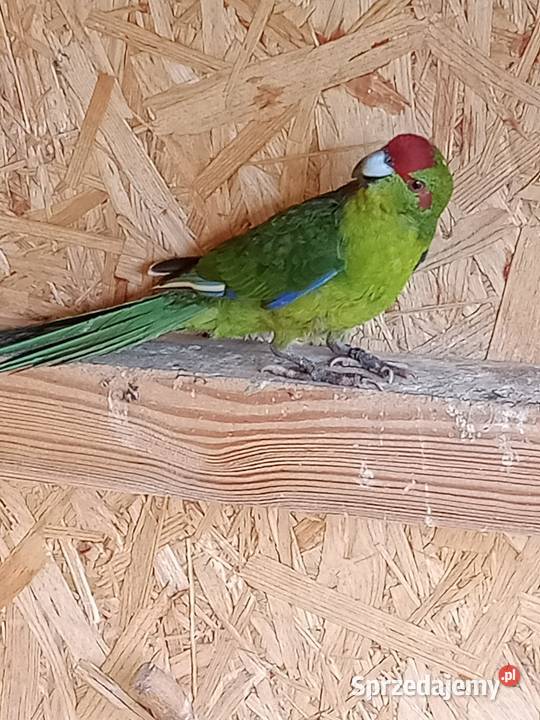 Sprzedam papugi Świergoty i Modrolotki kozy mazowieckie