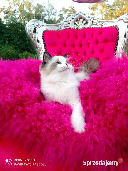 Ragdoll Kocurek Seal Bicolor FIFE FPL Wschowa