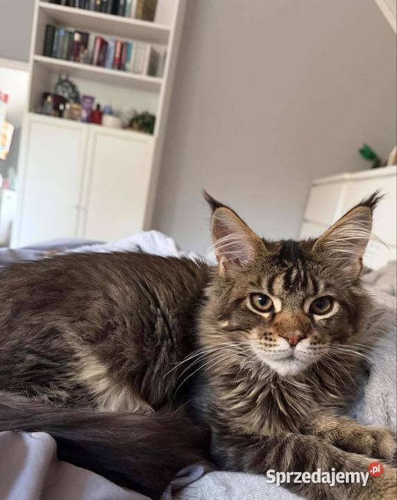 Maine Coon kocurek 4 miesiące kastrat mazowieckie sprzedam