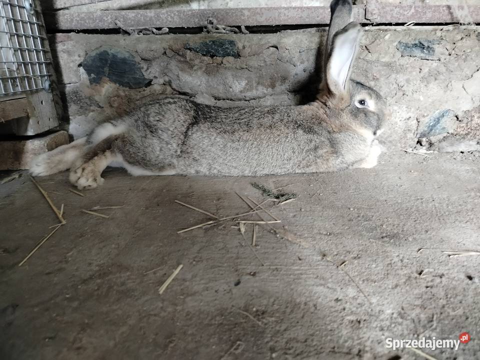 Królik olbrzym belgijski Kumelsk