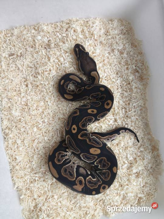 Pyton królewski samiec 215 wielkopolskie Boruja Kościelna