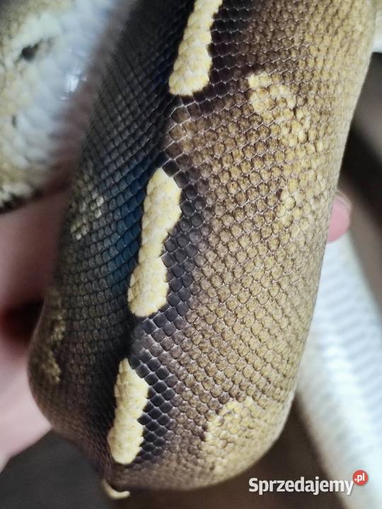 Wąż Pyton królewski GHI BlackHead Phantom Python Warszawa