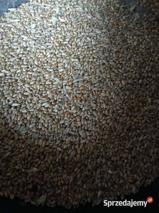 sprzedam pszenicę Drohiczyn sprzedam