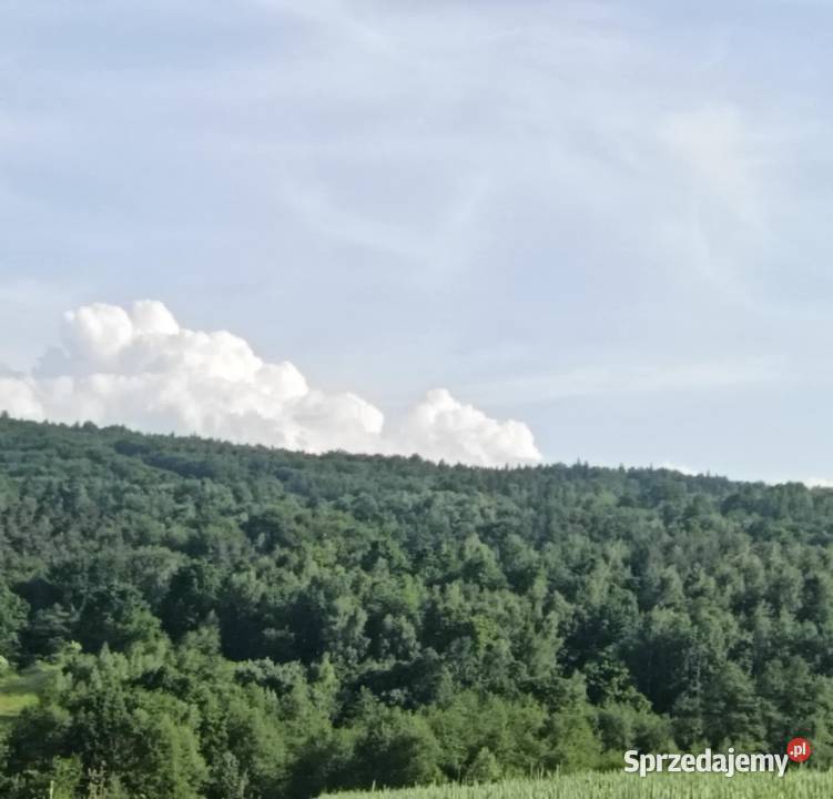 Działki leśne w Lipnicy Dolnej 6 hektarów małopolskie Lipnica Dolna