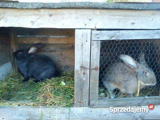 królika rasy Belgijski Olbrzym Jarocin