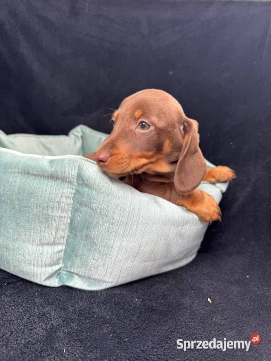 jamnik miniaturowy choco tan Szczecin