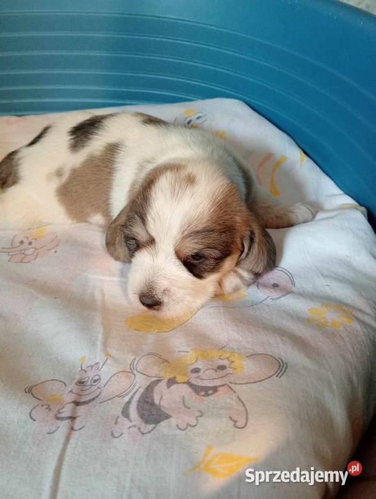 Petit Basset Griffon Vendeen hodowla FCI
