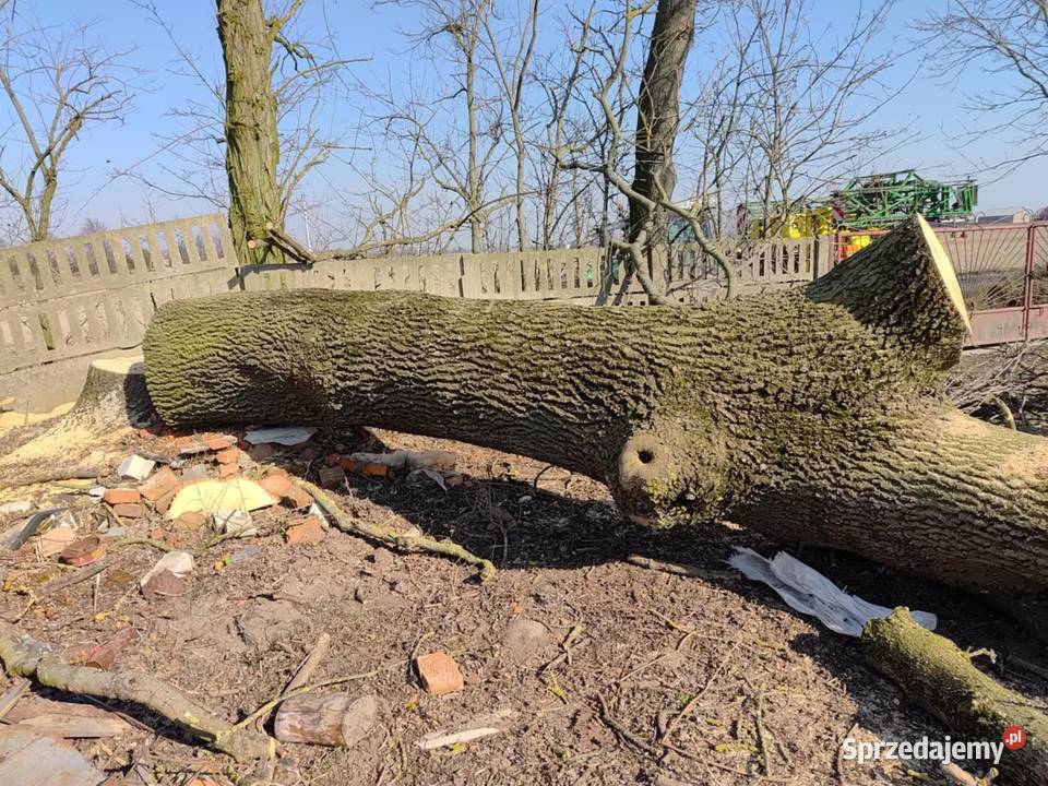 Sprzedam drzewo jesion Szyszłowo