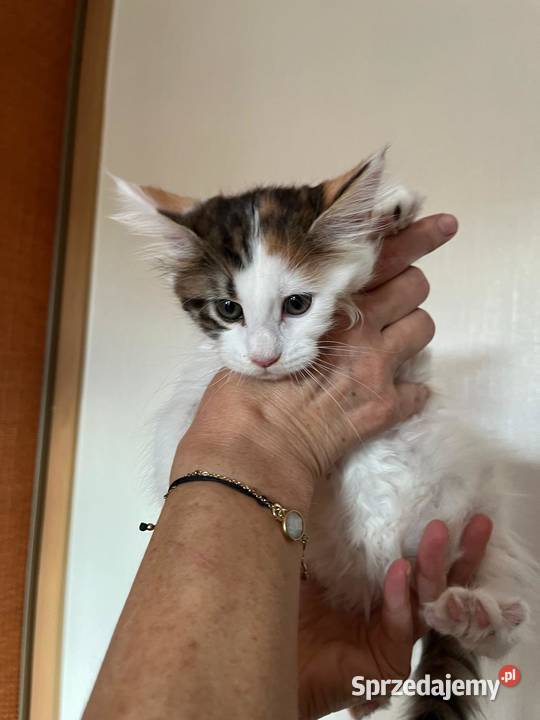 Maine Coon kocięta Kalisz