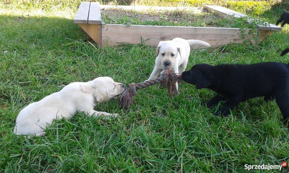 Labrador super szczeniaki z rodowodem ZKwP CH Wadowice sprzedam