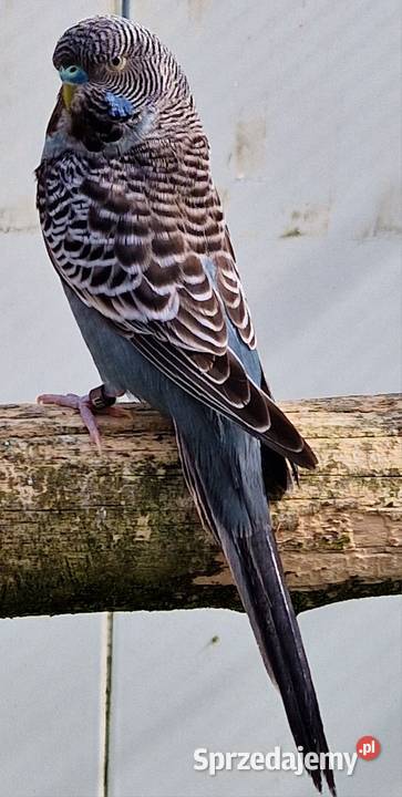 papużka falista blackface łatwo się oswaja może Katowice sprzedam