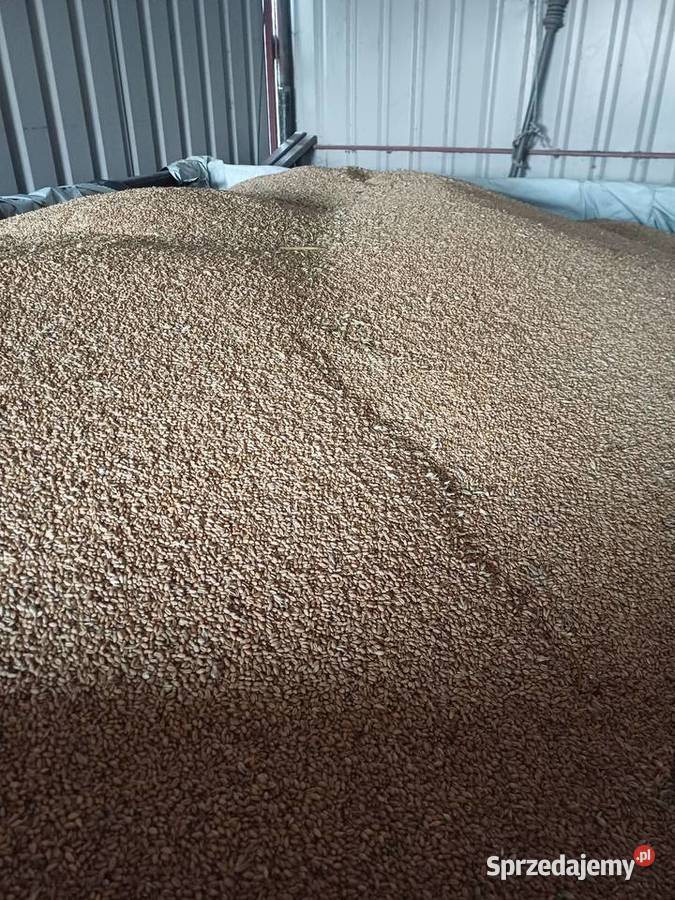 Sprzedam pszenicę małopolskie Uszew
