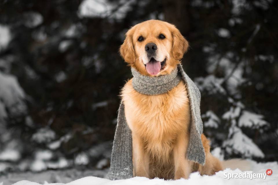 Golden Retriever Zapowiedz miotu Maj 2025 Golden Retriever Siekierki Wielkie
