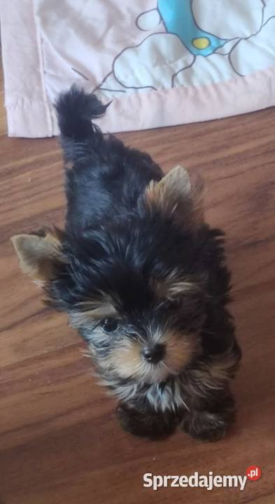 HONEY piękna suczka Yorkshire terrier Biewer