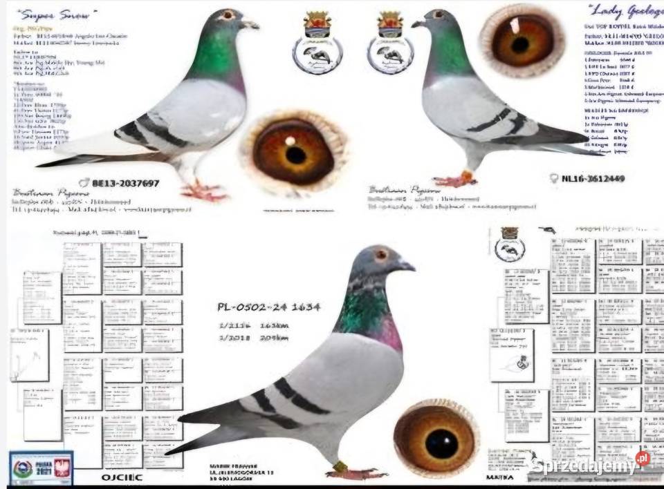 Sprzedam gołębiaSamczyk VercammenBustran PIgeons dolnośląskie Zgorzelec