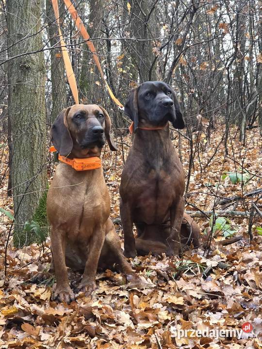 Lokalizator GPS psa bez abonamentu wodoodporny lubelskie Lubartów