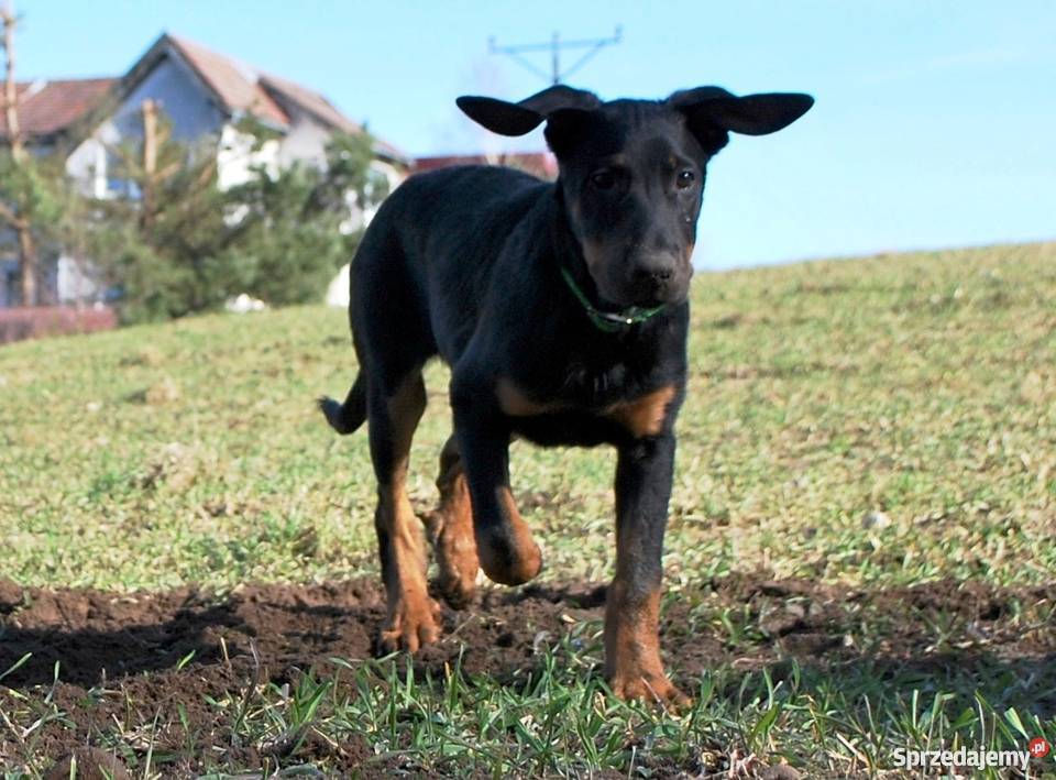 Owczarek francuski BEAUCERON SUCZKA Z DOSKONAŁYM Gdynia sprzedam