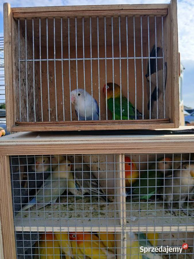 Papugi nierozłączki Ptaki Kuczki-Kolonia sprzedam