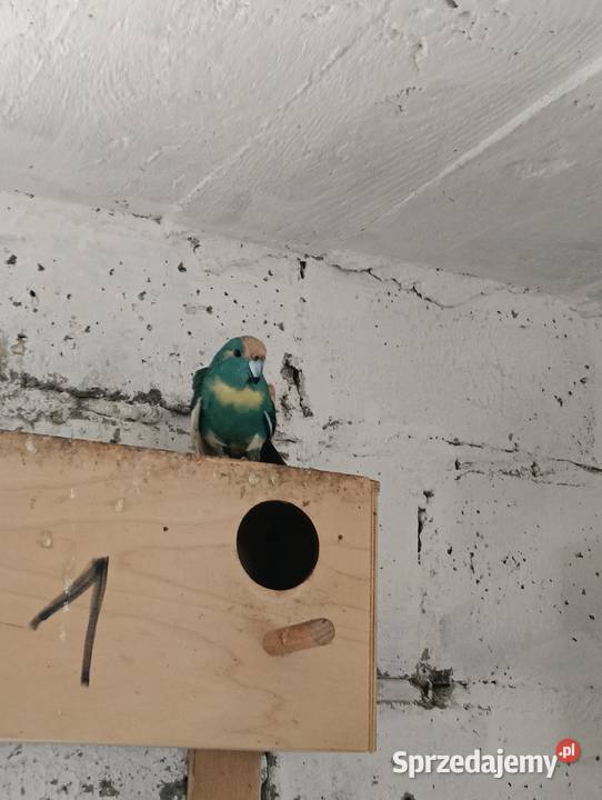 Modrolotki kozie pary legowe