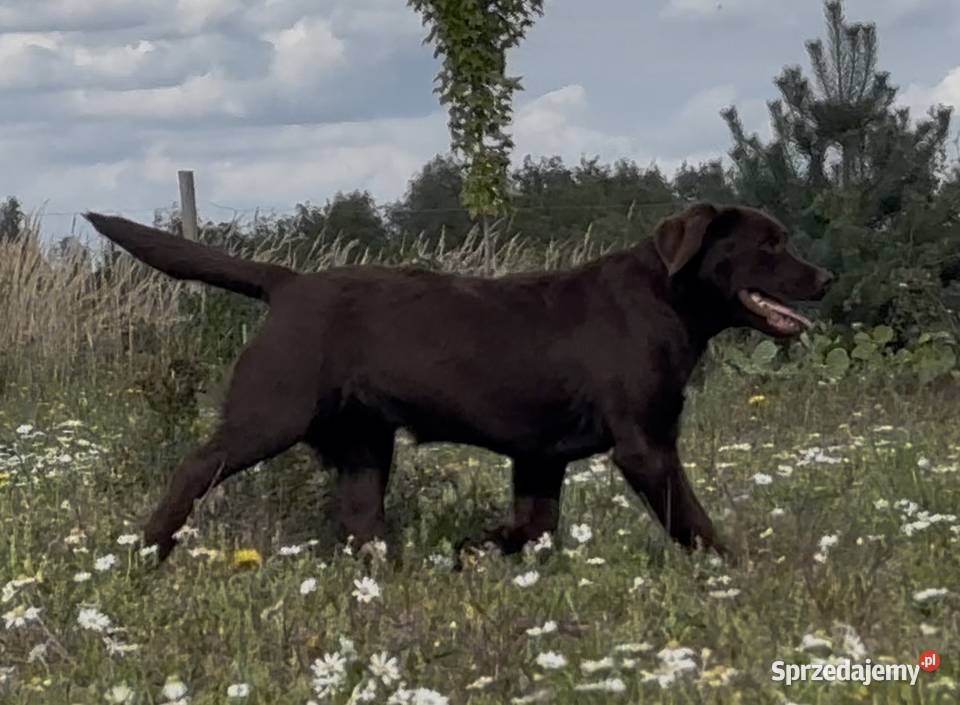 Labrador Czekoladowy szczenię Piekary sprzedam