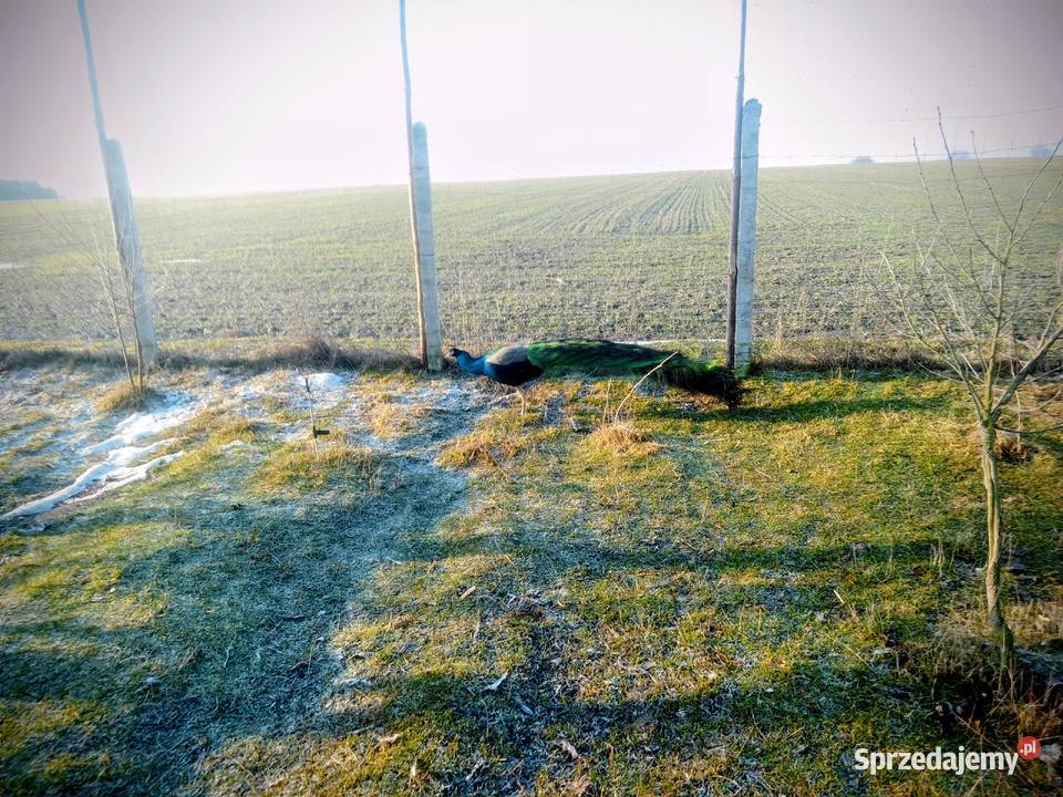 Jaja lęgowe pawi Kock