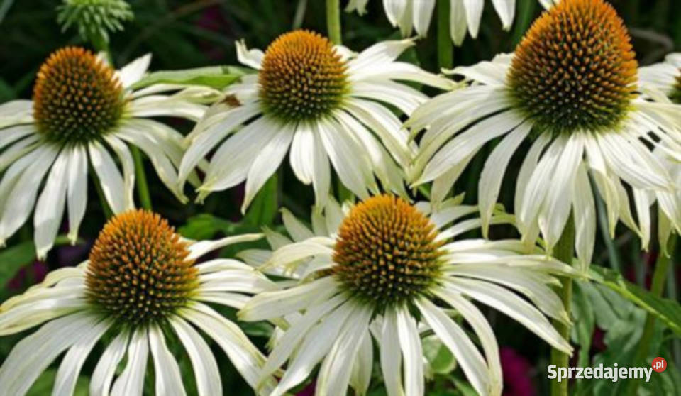 JEŻÓWKA Alba White Swan Echinacea sadzonki w kujawsko-pomorskie