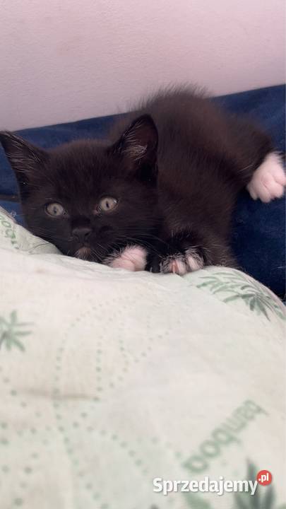 Oddam kotki