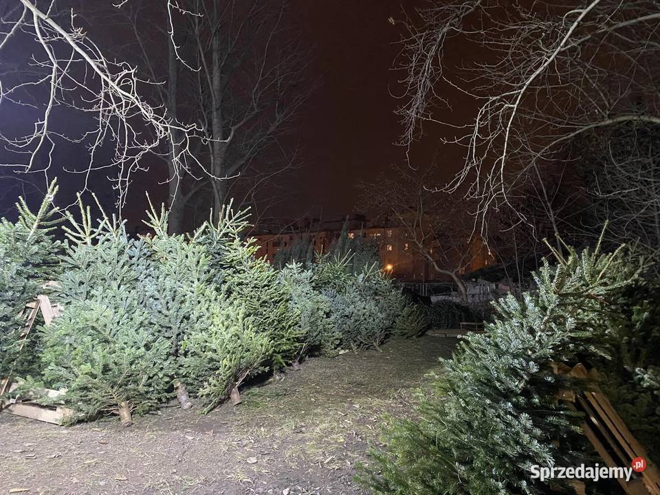 Choinki prosto z prydomowej plantacji Garwolin