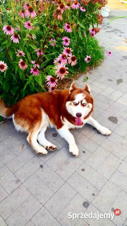Miot razy syberian husky Listopad Grudziądz