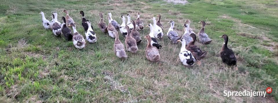 Kaczki staropolskie mulardyfrancuskie Wronki