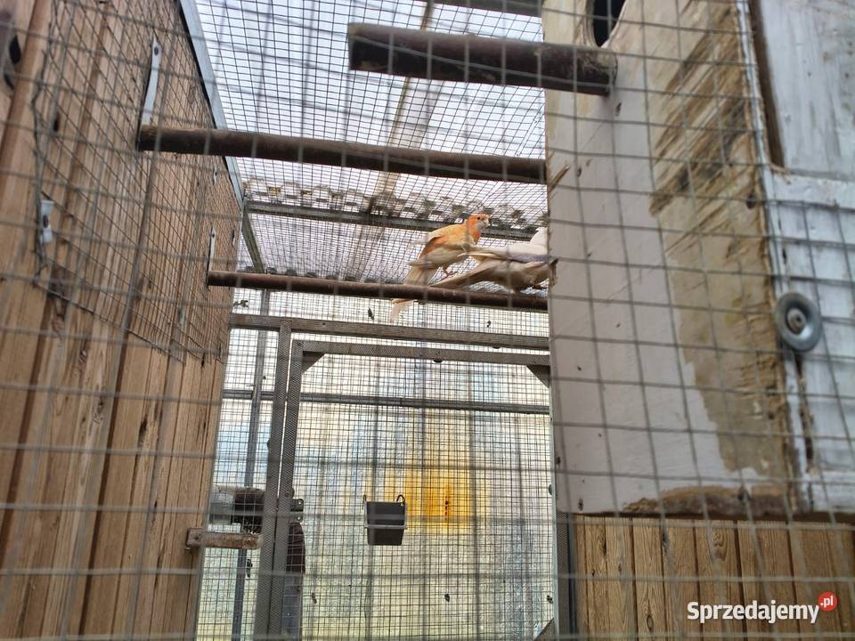 Rozelle Królewskie Grudziądz