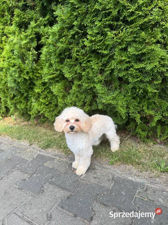 Śliczny chłopak maltipoo Gózd