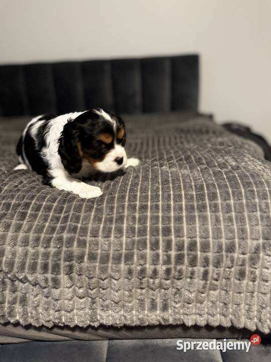 Cavalier szczeniaczki