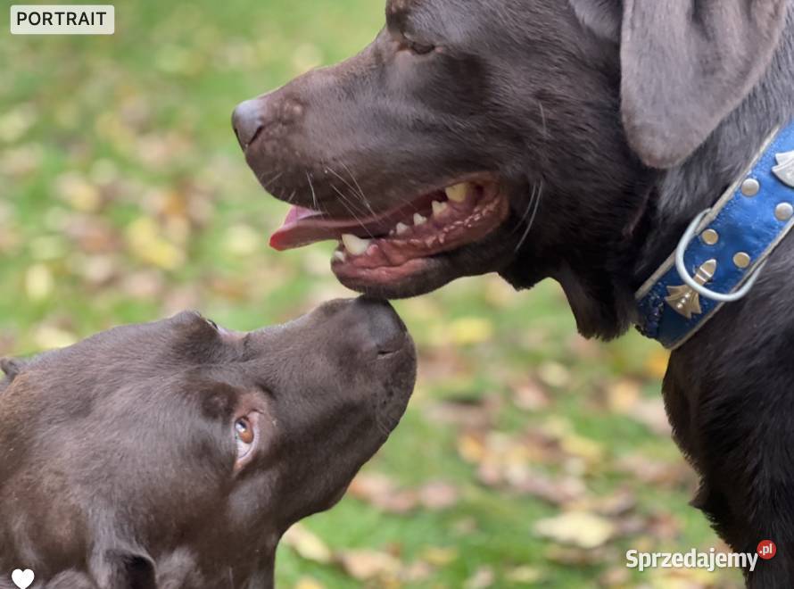 Labrador Czekoladowy Poznań