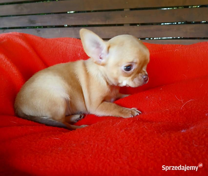 Piękna suczka chihuahua sprzedam