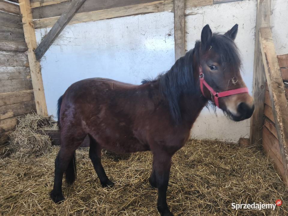Źróbka huculska Zwierzęta Bokinka Pańska sprzedam