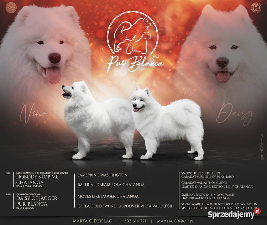 Samoyed z rodowodem ZKwP wystawowe Jacków sprzedam