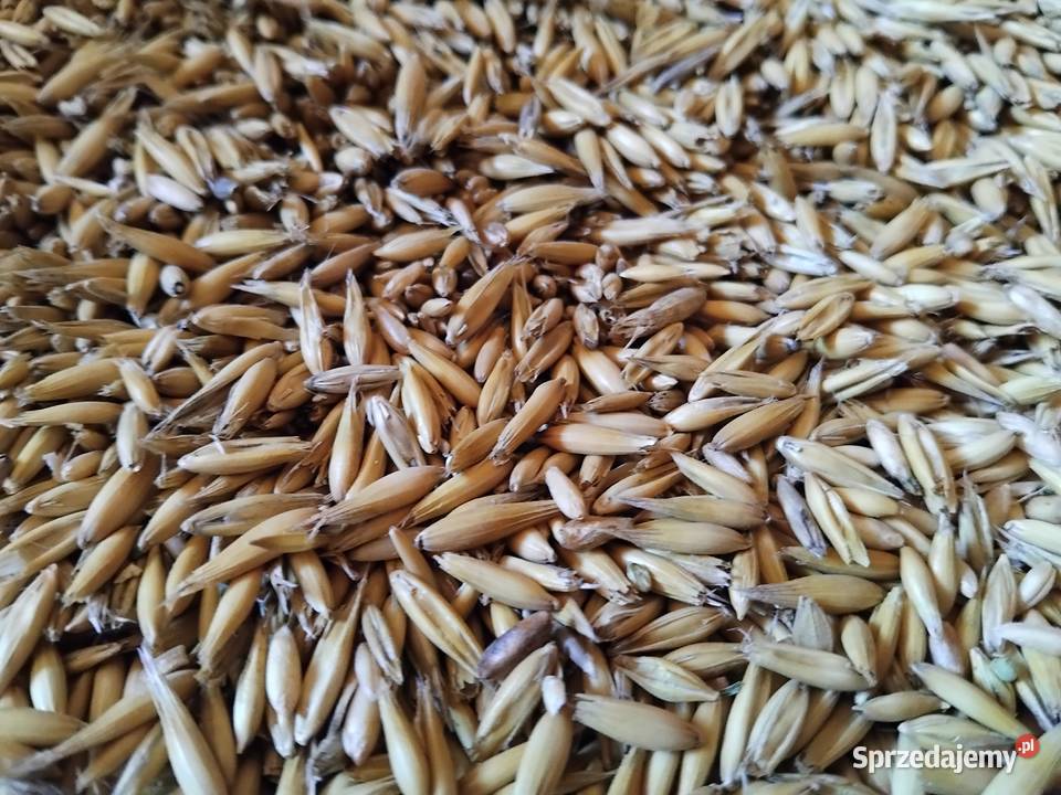 Sprzedam owies Słotwiny