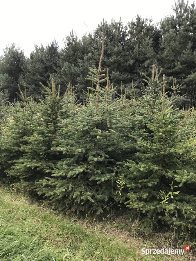 Świerk srebrny likwidacja plantacji Lipsko