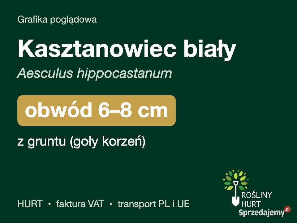 Kasztanowiec biały obwód 68 z gruntu HURT