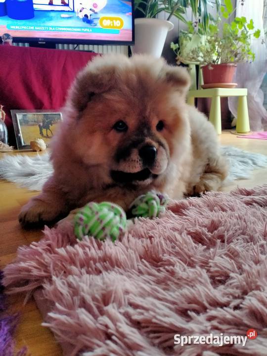 Piękny Piesek chow chow warszawa sprzedam