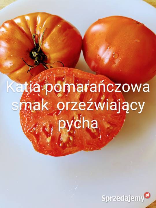 Pomidor dyniapapryczka nasiona Rosyjskie odporne Kraków