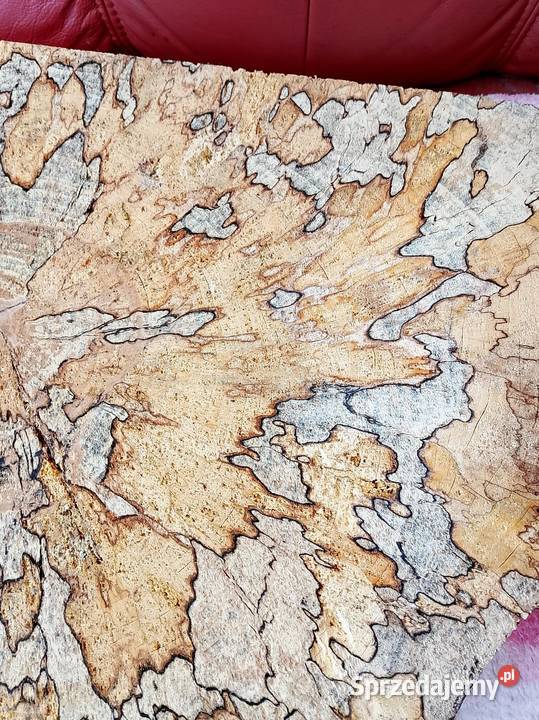 Plaster deska Buk z grzybkiem