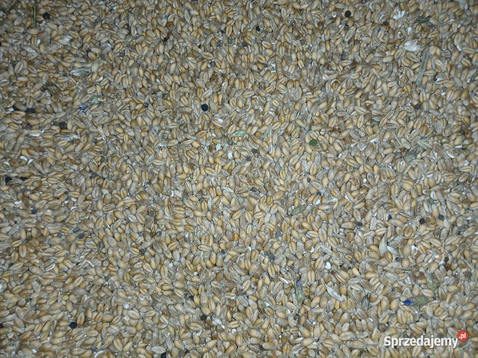Przenica ozima zbiory 2025 Bałtów sprzedam