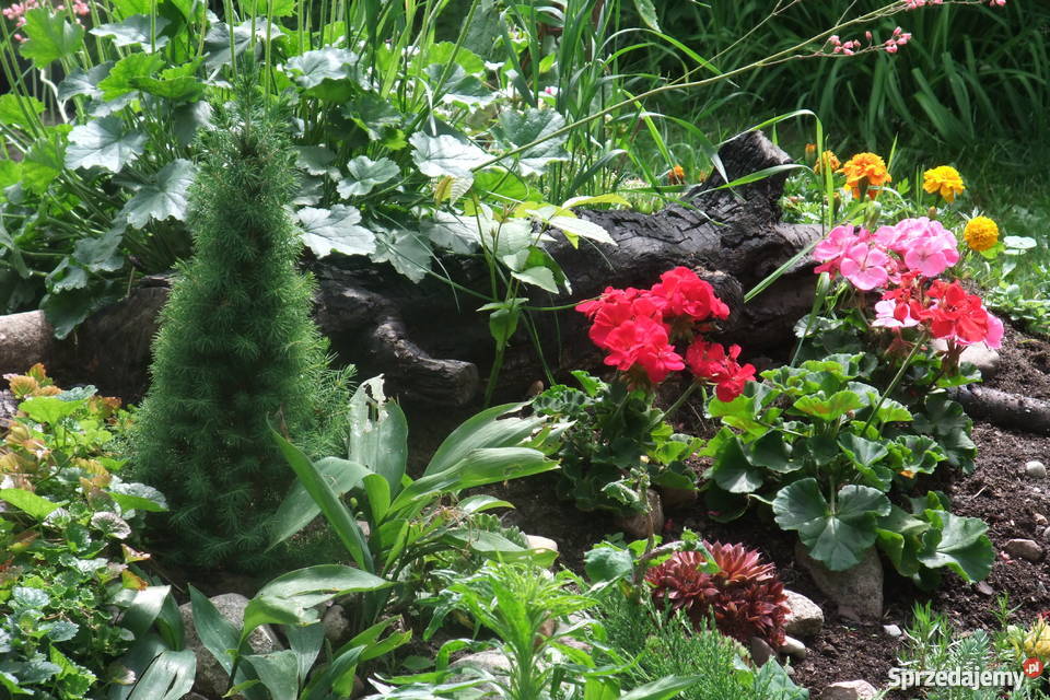 Sprzedam działkę ROD 350m2 Warszawa Nadwiśle