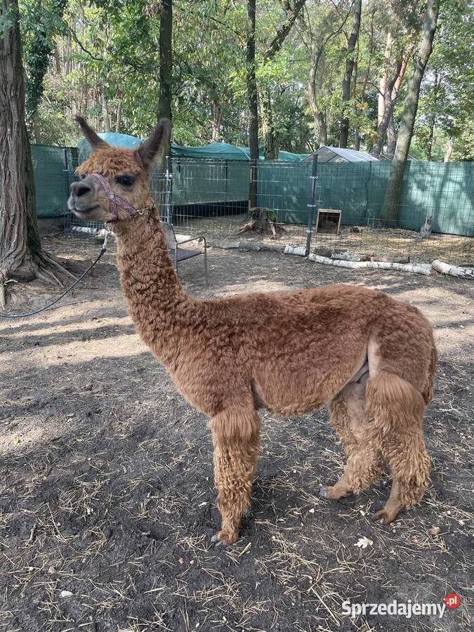 Alpaka Suri samiec mazowieckie Warszawa