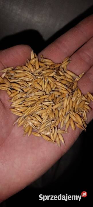 Przewiany owies jary samuraj lubelskie Łukowce