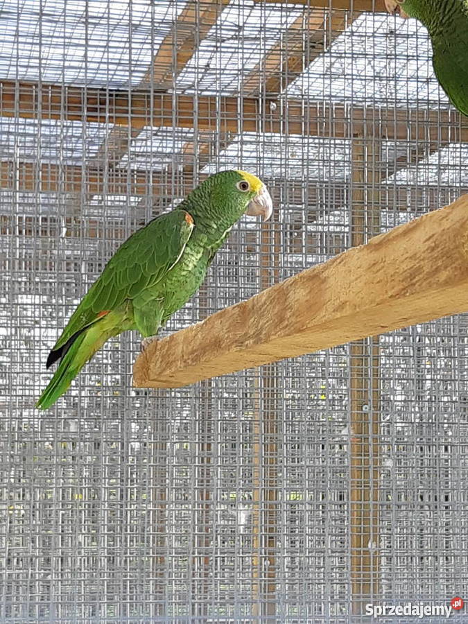 Oratrix barwinka senegalka Trojanów