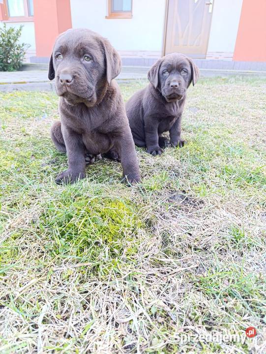 Labrador czekoladowe szczeniaczki małopolskie Tarnów